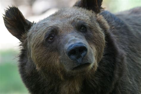 Free Images Wildlife Mammal Fauna Brown Bear Snout Vertebrate
