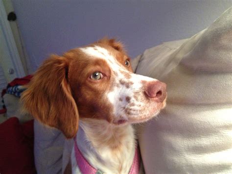 Brittany Spaniel I Love Dogs Puppy Love Adorable Dogs Brittney