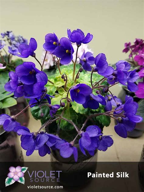 Painted Silk African Violet 2 Live Plant Violet Source