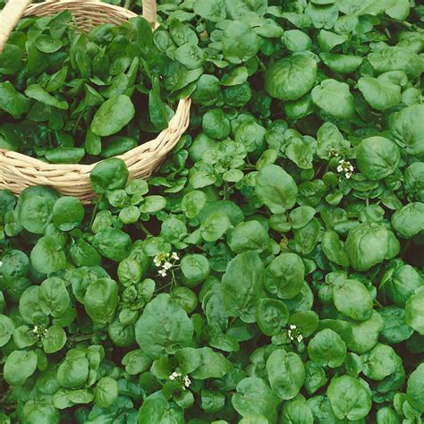 Seed saving at home is one way you can economize on seed costs for the next planting. Watercress Garden Seeds - 1 Oz - Non-GMO, Heirloom ...