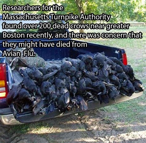 Crows Killed By Trucks — Ned Martins Amused