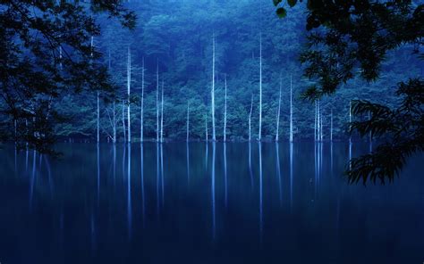 Wallpaper Forest Night Hillside Lake Trees Fog
