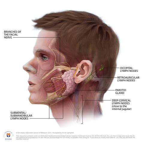 This lecture will provide an overview of the lymphoid structure and histology of key cells, vessels, structures and organs lymphoid organs, including the lymph nodes, spleen and thymus, as well as extranodal lymphoid tissues including mucosal associated lymphoid tissues (malt). Head Anatomy of the Deep Lymph Nodes WITH Labels by Annie ...