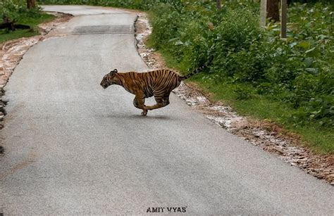 Tiger Crossing Highway At Kabini Humananimalconflict Such A