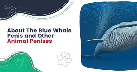 About The Blue Whale Penis And Other Animal Penises I Love Veterinary