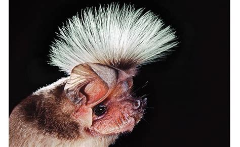 10 Of The Strangest Bats From Around The World