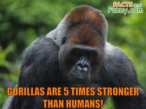 Gorillas Are 5 Times Stronger Than Humans Gorilla Animals Strength