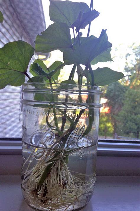You only have to water them once a week—less if it rains! Growing Potatoes Indoors In Water | TcWorks.Org