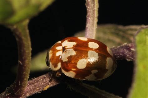 Brown Lady Beetle Flickr Photo Sharing