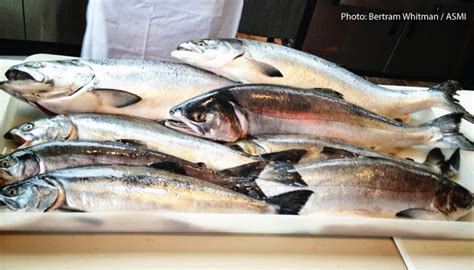 Alaska Seafood 5 Kinds Of Wild Salmon Sippitysup