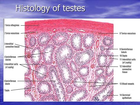 PPT Histology Of The Male Reproductive System Repro PowerPoint