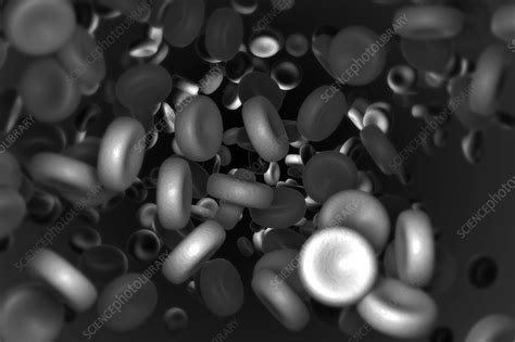 Red Blood Cells Artwork Stock Image C0201308 Science Photo Library
