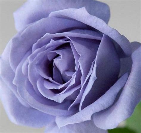 We would like to show you a description here but the site won't allow us. Color Of Flowers Meaning | Types of purple flowers, Purple ...