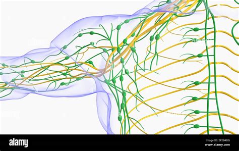 Anatomie Des Ganglions Lymphatiques Humains Pour Lillustration Du