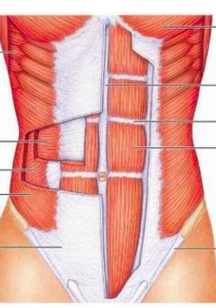 Muscles Of The Anterolateral Abdominal Wall Diagram Quizlet