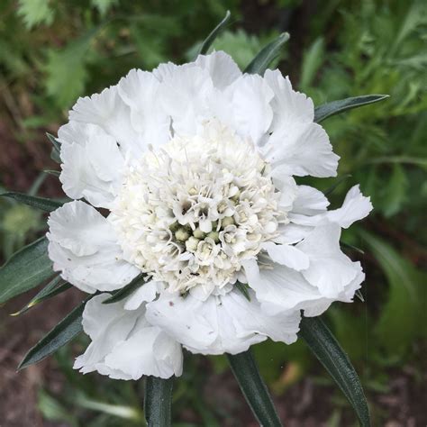 White Scabiosa With Images Flower Garden Garden Flowers