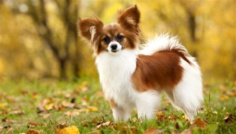 20 Best Toy Dog Breeds In The World