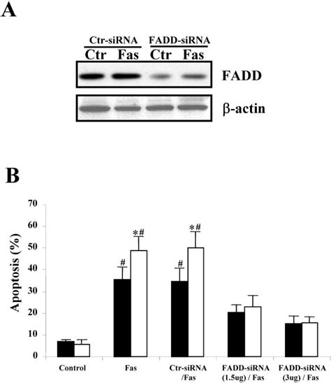 Lewis thomas professor of surgery. Inhibition of FADD with siRNA abolished the pro-apoptotic ...