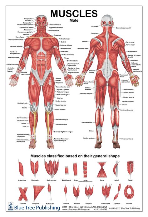 Muscular System Anatomical Poster Laminated Muscle Anatomy Chart Porn