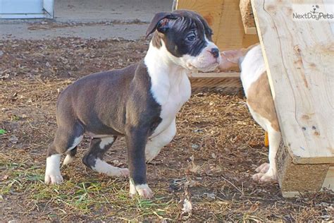 Opening your home as a foster family is truly one of the greatest gifts you can give to a rescued snortie, and it's the backbone of our organization! Samara : Alapaha Blue Blood Bulldog puppy for sale near ...