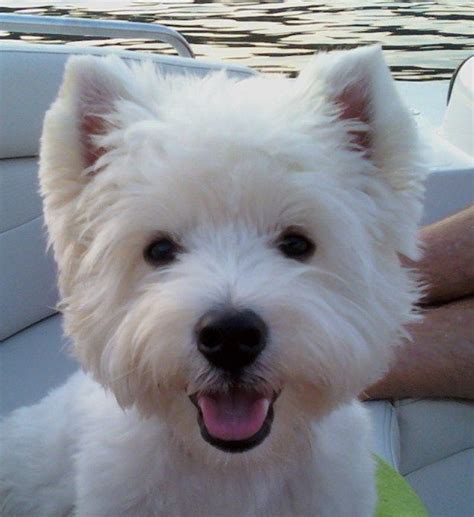 388 Best Westies Images On Pinterest Westies White Terrier And