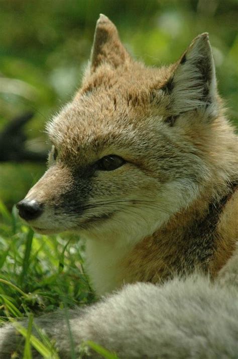 A Swift Fox At The Endangered Wolf Center Come See Them In Action