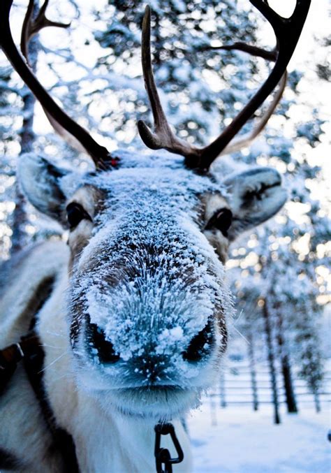 Reindeer Covered In Snow Tiere Wild Ausgestopftes Tier Süßeste