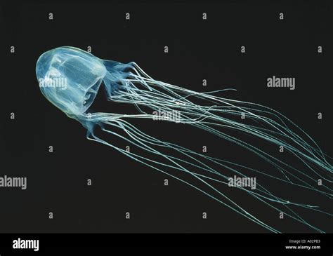 Box Jellyfish Chironex Fleckeri Kills Within 4min Most Venomous