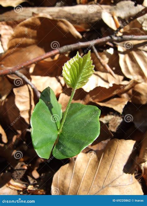 Beech Sapling Fagus Sylvatica Among Fallen Beech Leaves Stock Photo