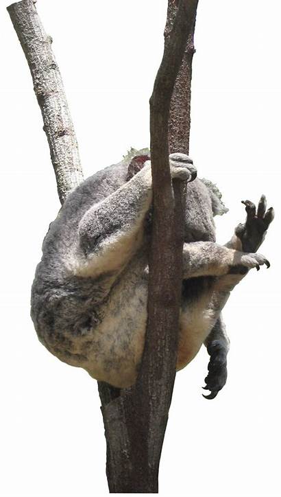 Koala Tree Transparent Pluspng Pngio Matching