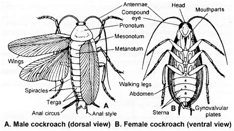 Cockroach Notes Ncert Solutions For Cbse Class 11 Biology Edumple