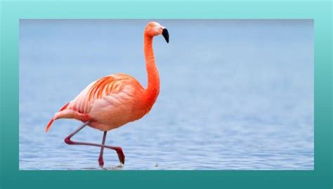 Flamingo Symbolism And Meaning — Ocean Jewelry