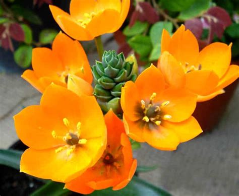 When this happens, they quickly. How to Care for Ornithogalum Dubium (Orange Star plant ...