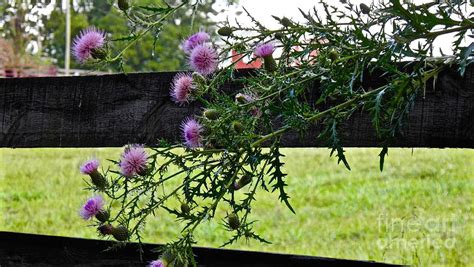 Thistle On A Fence Photograph By Eugene Desaulniers Pixels