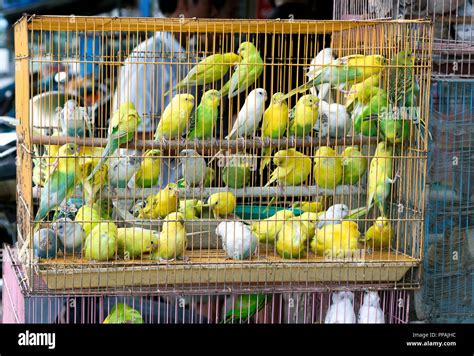 Parakeets In A Cage Selling For Religious Purpose Stock Photo Alamy