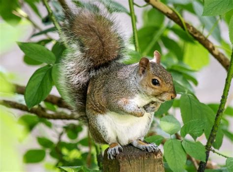 Eastern Gray Squirrel Facts Range Diet Call Lifespan And Pictures