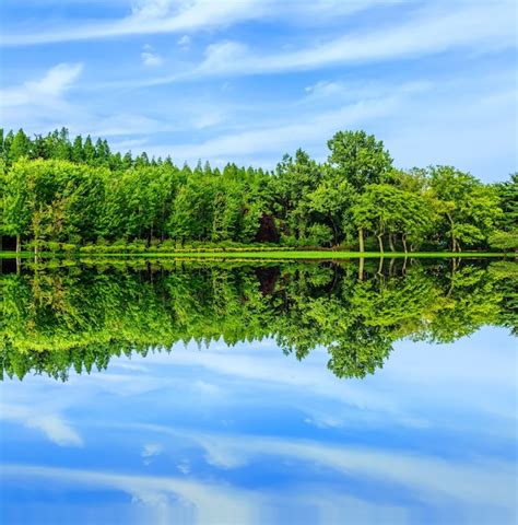 Forest Reflection Photo Premium Download