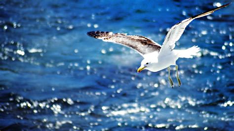 Seagulls Fly Over The Blue Sea Wallpaper Hd