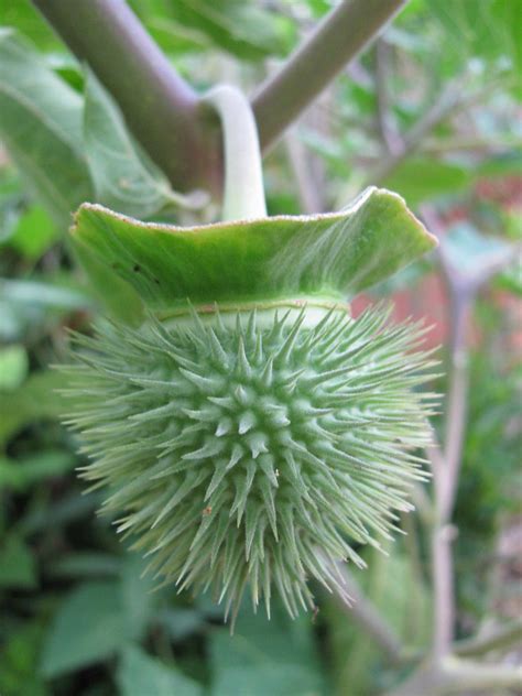 Seed Pod This Is The Seed Pod Of The Moonflower The Flowe Flickr