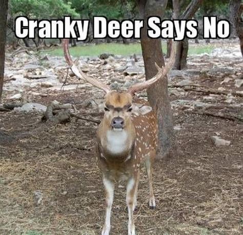 Deer Memes Lovequotesmessages
