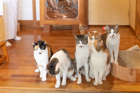 「猫全部のせ朝食」で話題！那須・長楽寺で暮らす6匹の“福猫”と住職たちの日常 11 8760 By Postseven