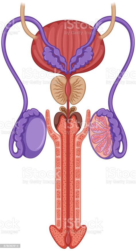 Inside Of Male Reproductive System Stock Illustration Download Image