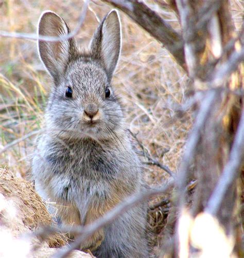 Rare Pygmy Rabbits Reproducing In Washington Sagebrush Knkx