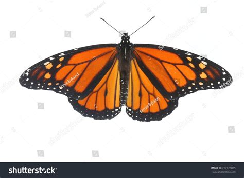 Male Monarch Butterfly Danaus Plexippus Isolated Stock Photo 727125085