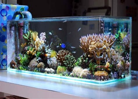 The 15 Best Saltwater Fish Tanks 2022 Reviews And Guide My Life Pets
