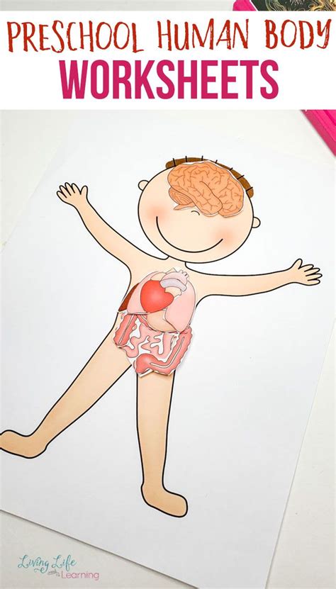Preschool Human Body Printables Human Body Printables Human Body