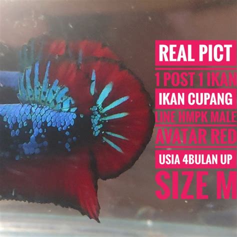 Jual Ikan Cupang Line Hmpk Avatar Red Male Kode 20 Kab Bogor