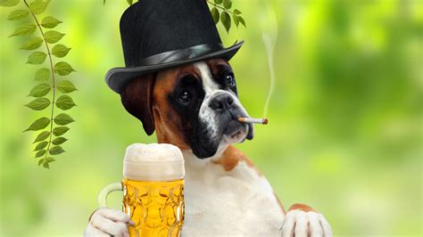 Dog Drinking Beer Sfondi Gratuiti Per Desktop 1920x1080 Full Hd