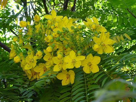 Cassia Leptophylla Trees To Plant Tropical Tree Flowering Trees