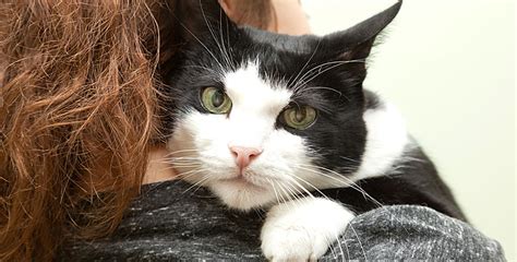 Caring For Your New Cat Or Kitten Friends Of The Pound